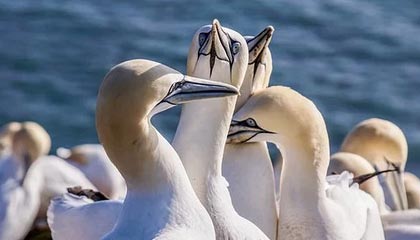 半岛体育全站-九游官方：开启极致手游体验的新天地